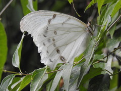 Morpho polyphemus polyphemus