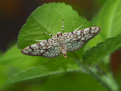 Haritalodes
