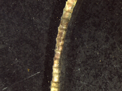 Chaetopteridae