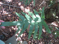 Phlebodium aureum