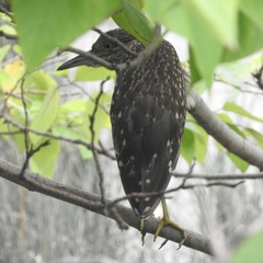 Nycticorax nycticorax