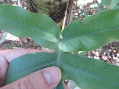 Phlebodium aureum