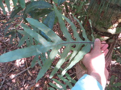 Phlebodium aureum