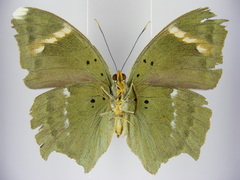 Euphaedra medon