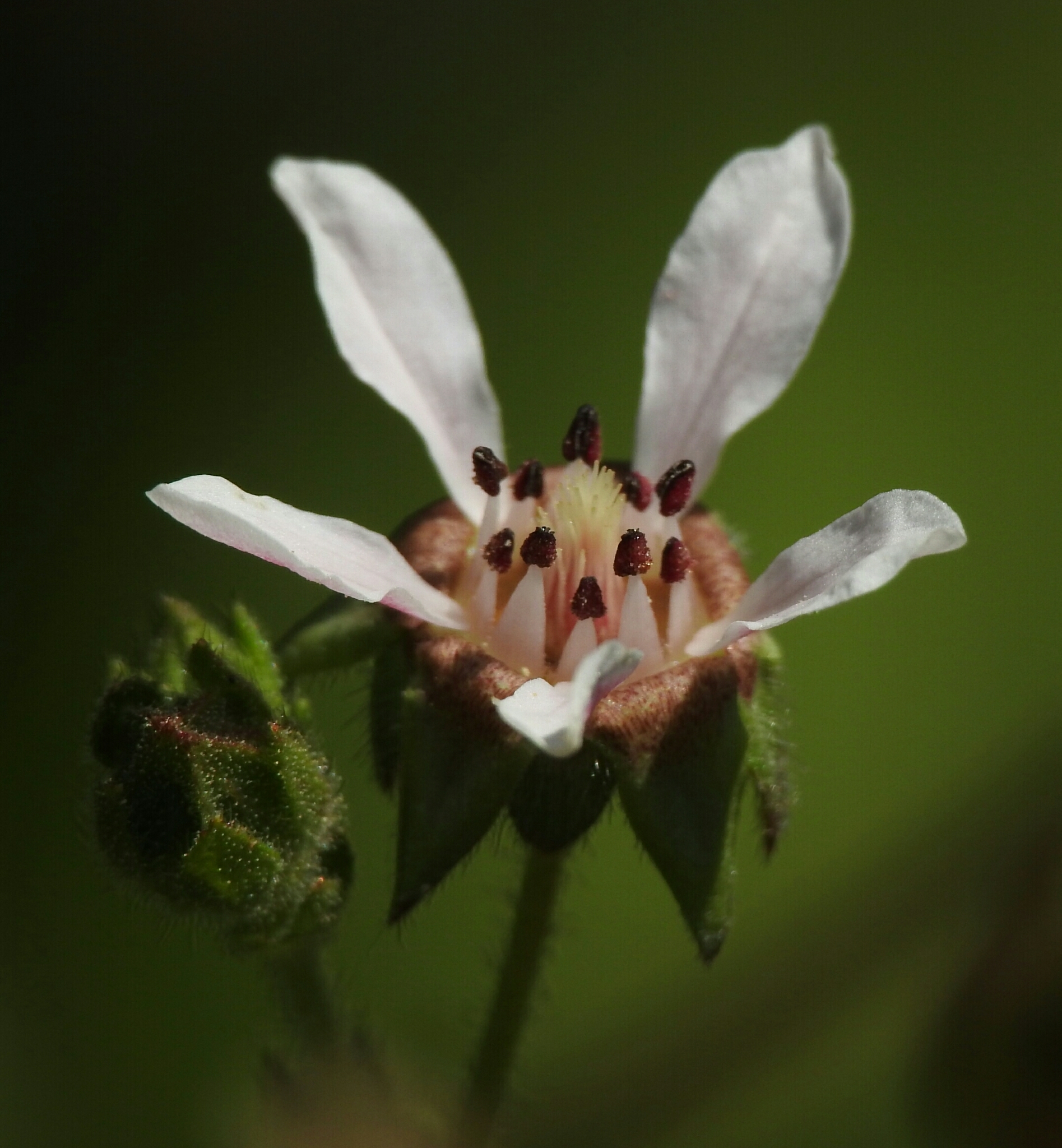 Horkelia cuneata var. cuneata