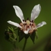 Horkelia cuneata cuneata - Photo (c) David Greenberger, some rights reserved (CC BY-NC-ND), uploaded by David Greenberger