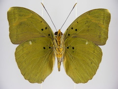 Euphaedra medon