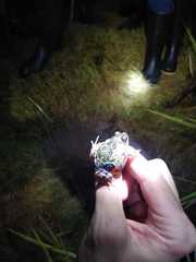 Pleurodema brachyops