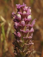Castilleja exserta latifolia