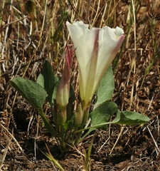 Calystegia subacaulis episcopalis