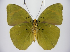 Euphaedra medon