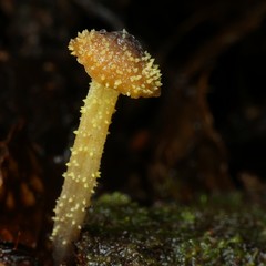Neobarya agaricicola