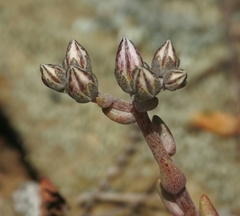 Dudleya blochmaniae blochmaniae