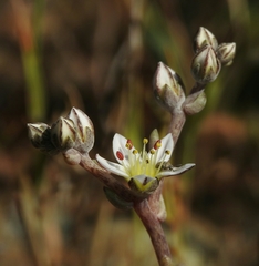 Dudleya blochmaniae blochmaniae