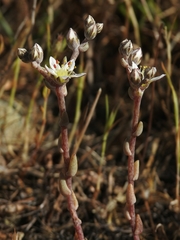 Dudleya blochmaniae blochmaniae