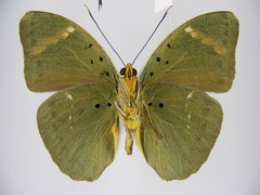 Euphaedra medon