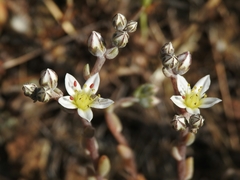 Dudleya blochmaniae blochmaniae
