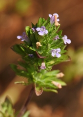 Pogogyne serpylloides