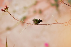 Cynanthus latirostris