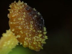 Neobarya agaricicola
