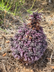 Aphyllon tuberosum