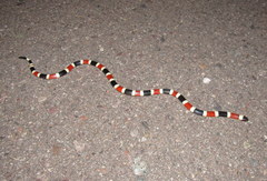 Micruroides euryxanthus