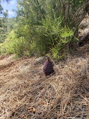 Aphyllon tuberosum