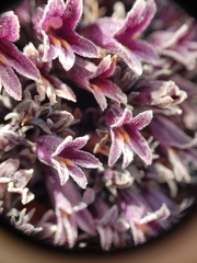 Aphyllon tuberosum