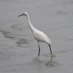 Egretta garzetta