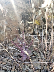 Streptanthus hispidus