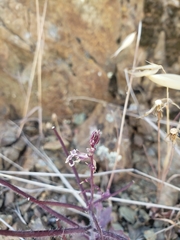 Streptanthus hispidus