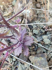 Streptanthus hispidus