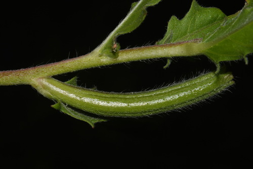 Oenothera laciniata