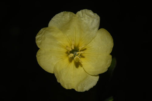 Oenothera laciniata