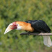 Blyth's Hornbill - Photo (c) Arjan Haverkamp, some rights reserved (CC BY)