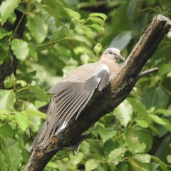 Streptopelia chinensis