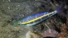 Pentapodus paradiseus