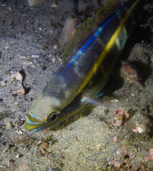 Pentapodus paradiseus