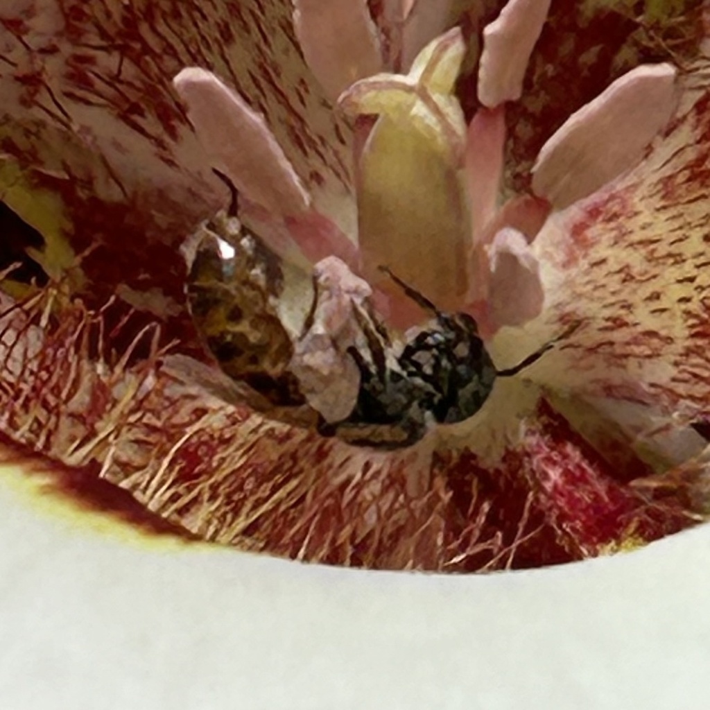 Perdita tularensis