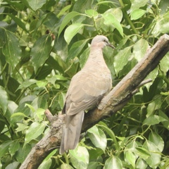 Streptopelia chinensis