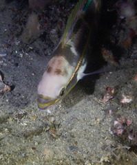 Pentapodus paradiseus