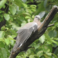 Streptopelia chinensis