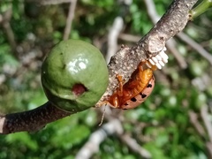 Podontia quatuordecimpunctata