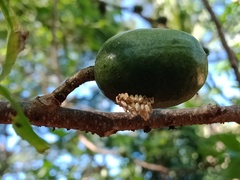 Podontia quatuordecimpunctata