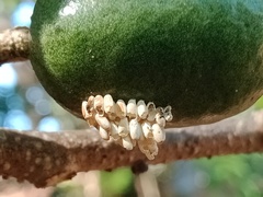 Podontia quatuordecimpunctata