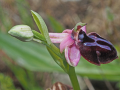 Ophrys sphegodes spruneri