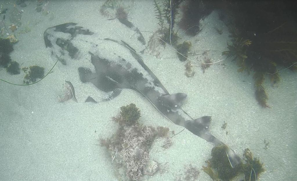 Banded Guitarfish