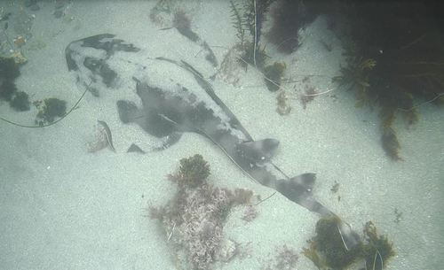 Zapteryx exasperata