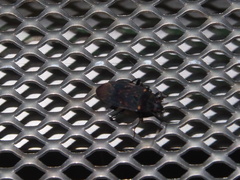 Neolethaeus assamensis