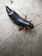 Dermaptera
